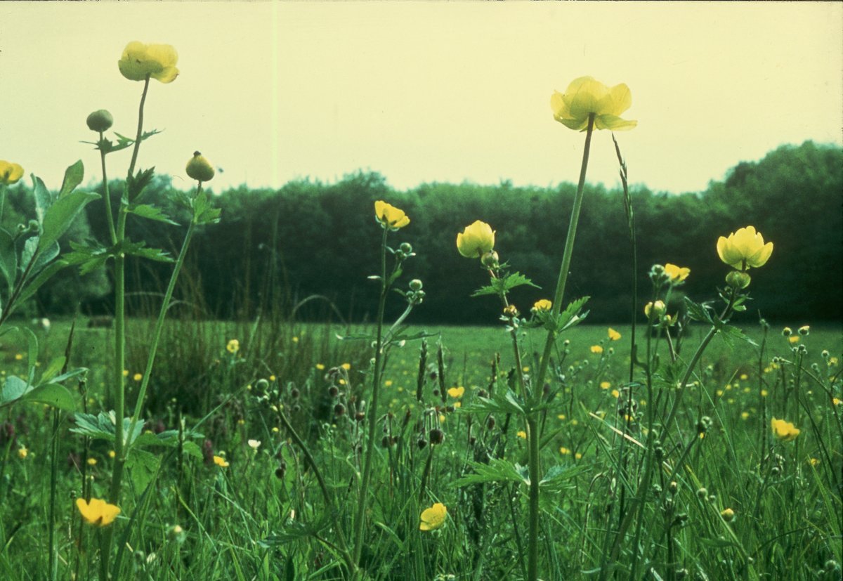 Globeflower. Photo: Kaj Halberg 05-06-1970 ©